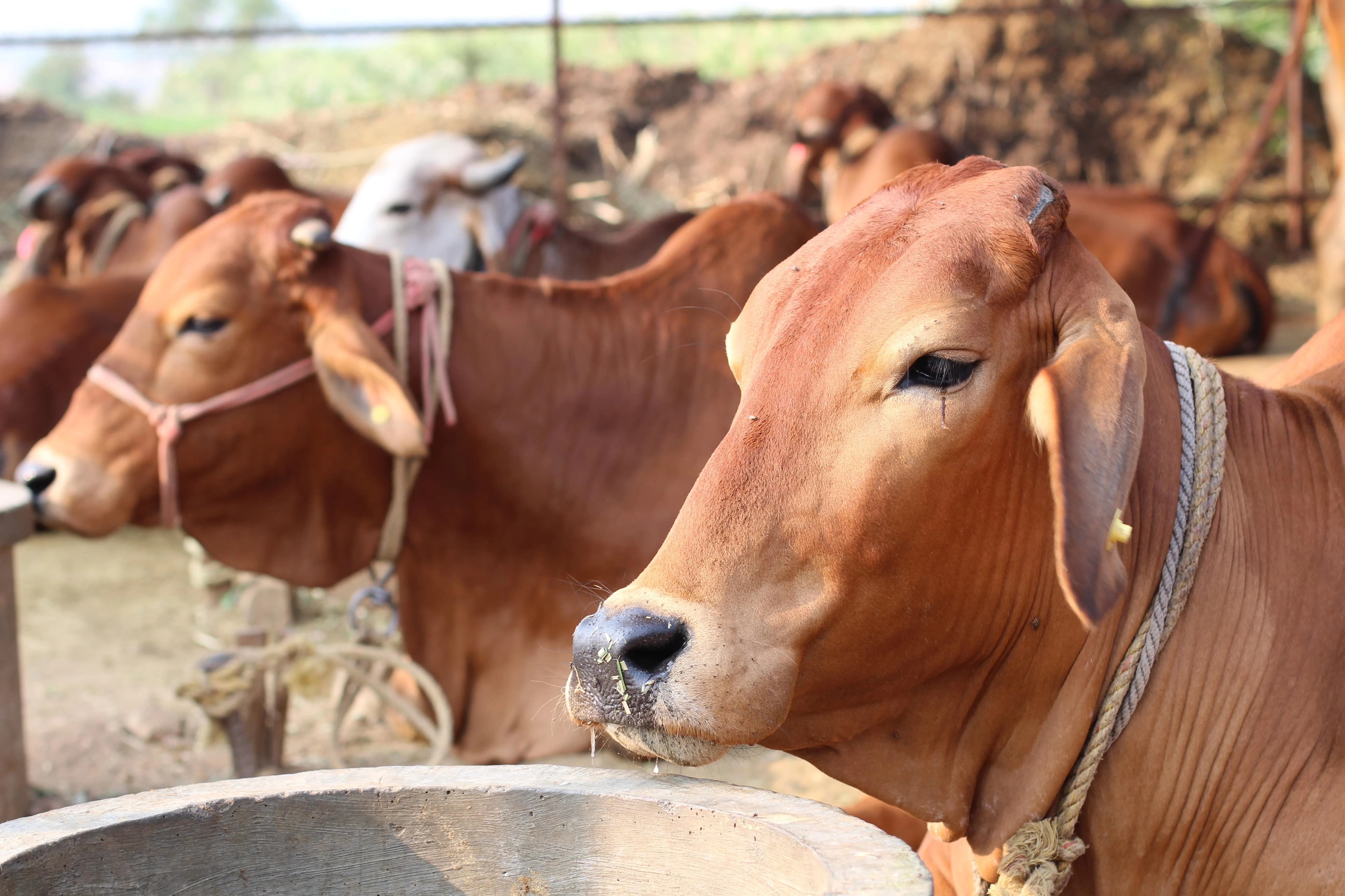 pure desi cow milk