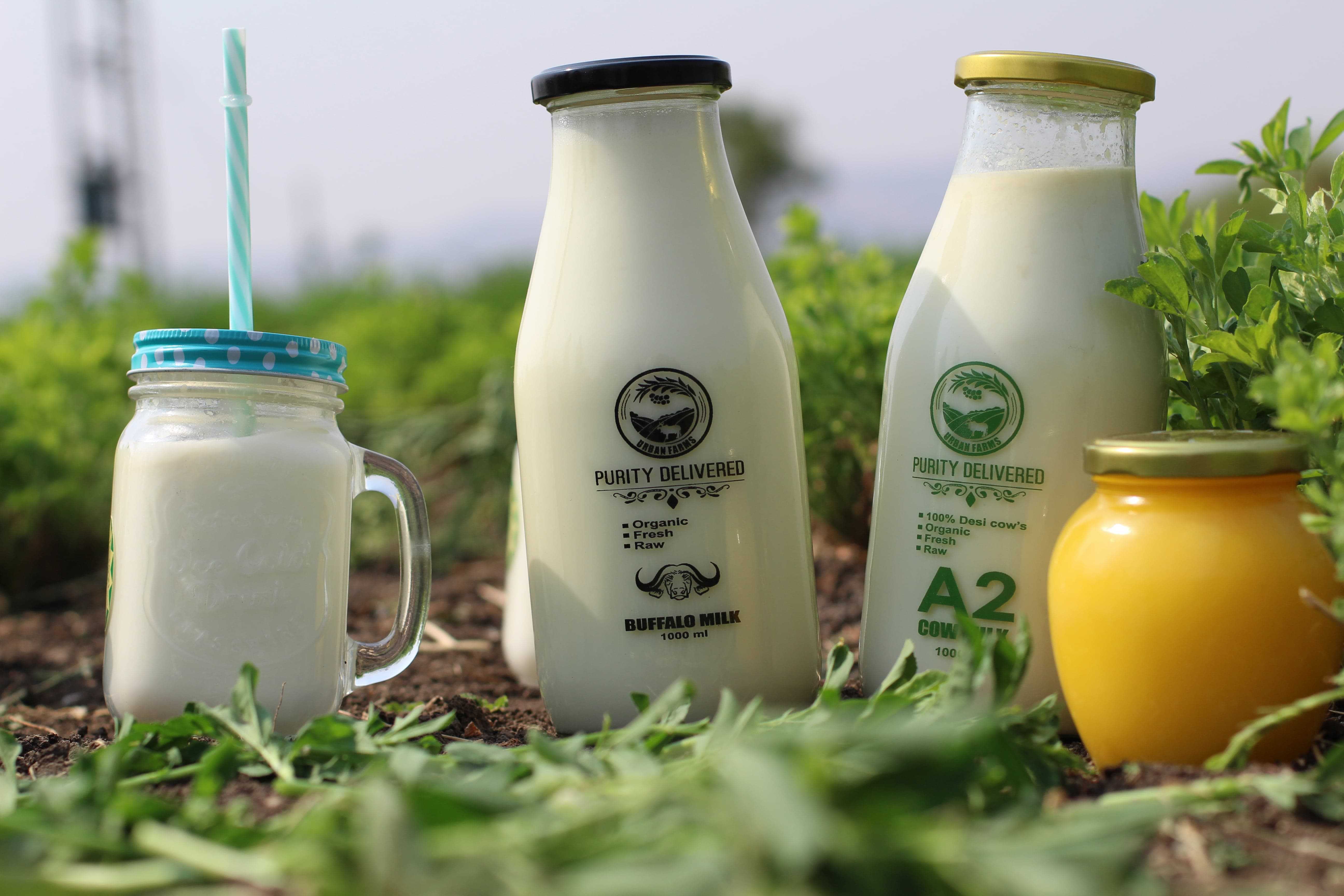 Fresh Buffalo Milk In Pune