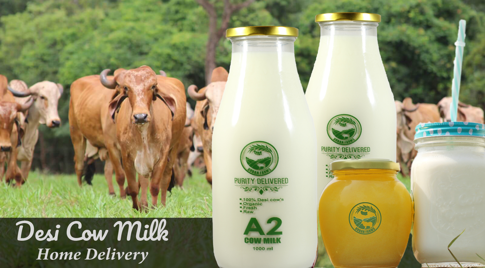 Fresh Desi Cow Milk Home Delivery