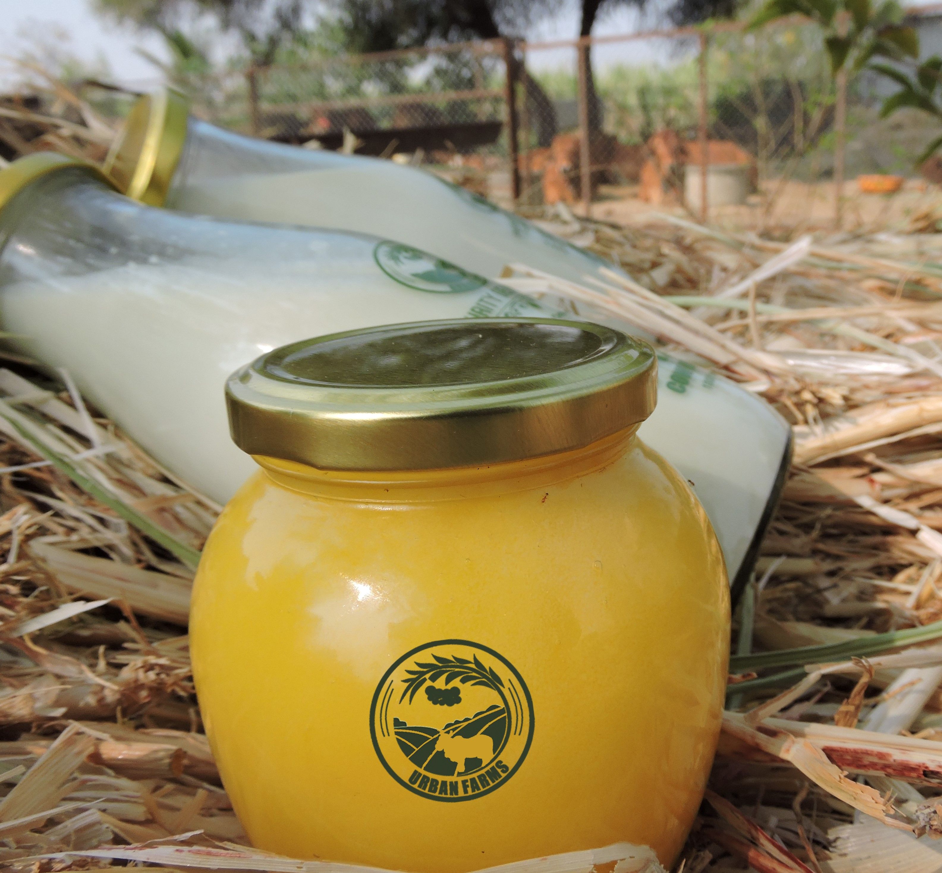 Fresh Desi Ghee In Urban Farm